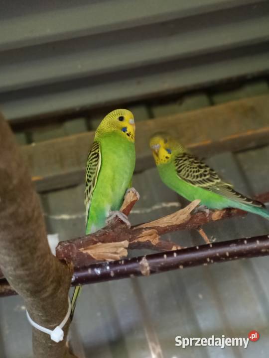 Papugi Papuga fiesta Jastrzębie-Zdrój