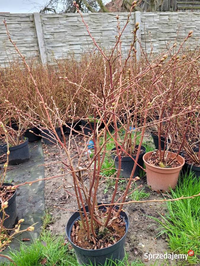 6 letnie ponad metrowe krzewy Borówki opolskie Żłobizna