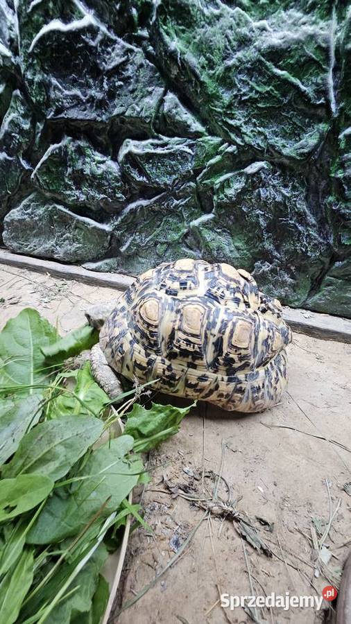 Sprzedam żółwia lamparciego z terrarium Gady i płazy Piotrków Trybunalski