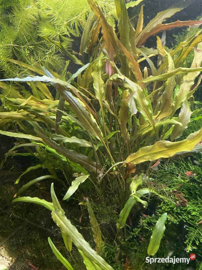 Mech Java moss Riccia pływająca