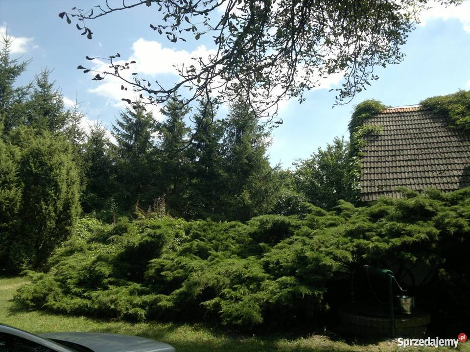 Stary ciekawy dom w Budziszewku duża działka