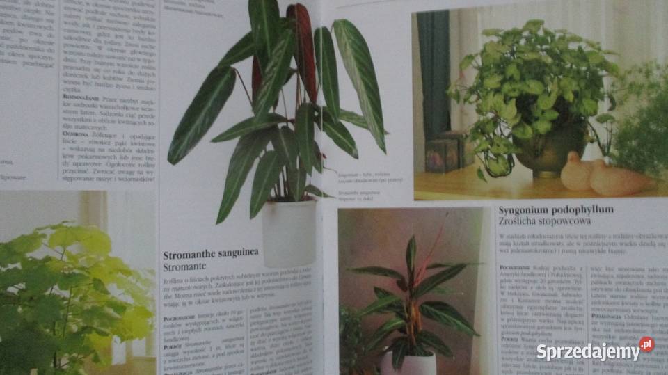 przyroda ogrodnictwo rośliny kwiaty poradnik Łódź sprzedam