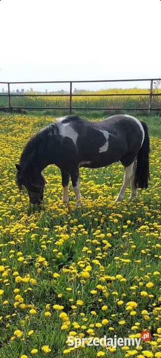STANÓWKA Kuc ogier 120 wzrostu posada licencje Obrzycko sprzedam