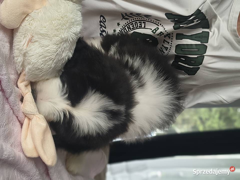 Bearded collie szczeniaki FCI Stargard sprzedam