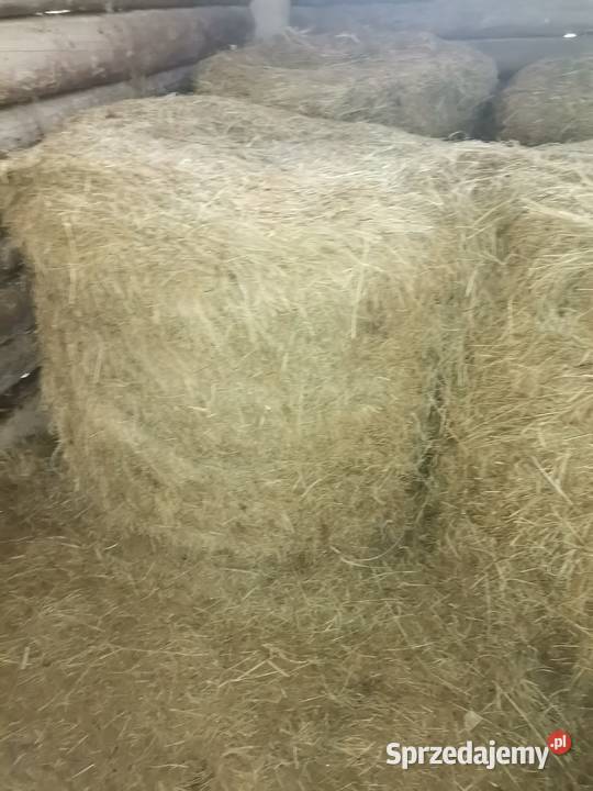 Bele sianokiszonk Trawy, słoma