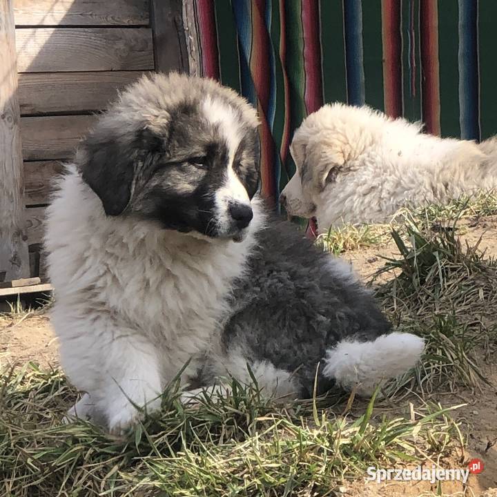 Mastif pirenejski rodzinny molos stróżujący Pupki sprzedam