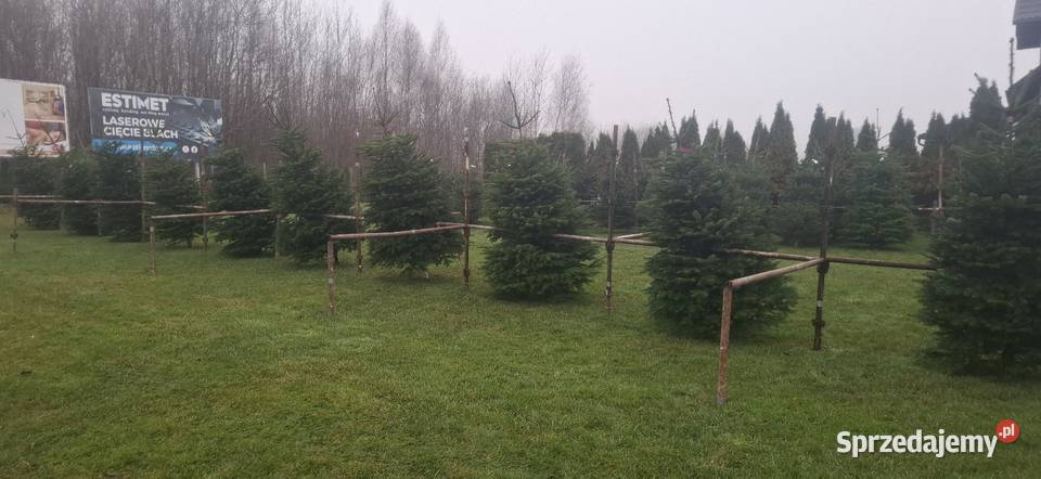 Jodla kaukaska choinki świerk doniczka pomorskie Kościerska Huta