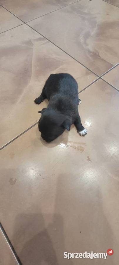 Chihuahua Wilkowisko
