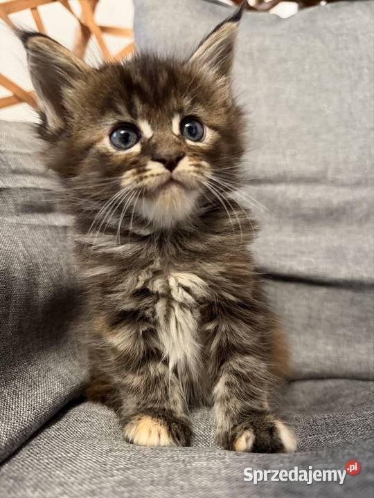 Maine coon kocięta Starogard Gdański