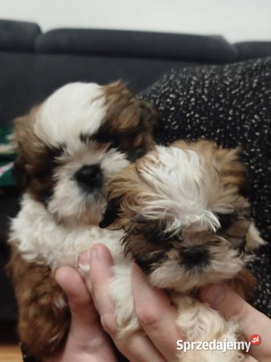 Piękne pieski shih tzu Mrągowo