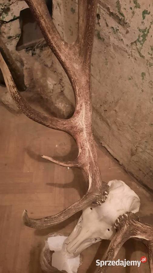 Sprzedam rogi poroże jelenia osiemnastak Pozostałe Nidzica