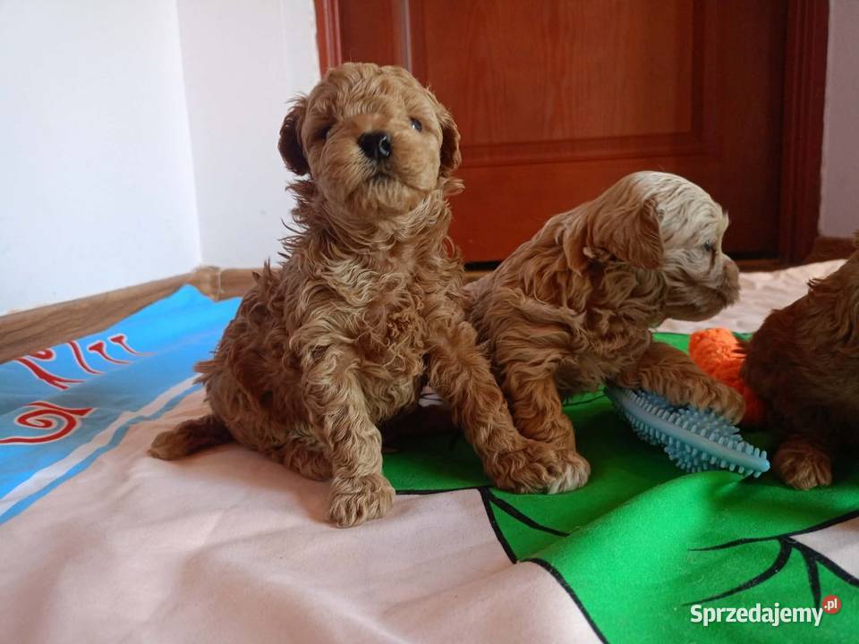Maltipoo f1b Piesek Miechów