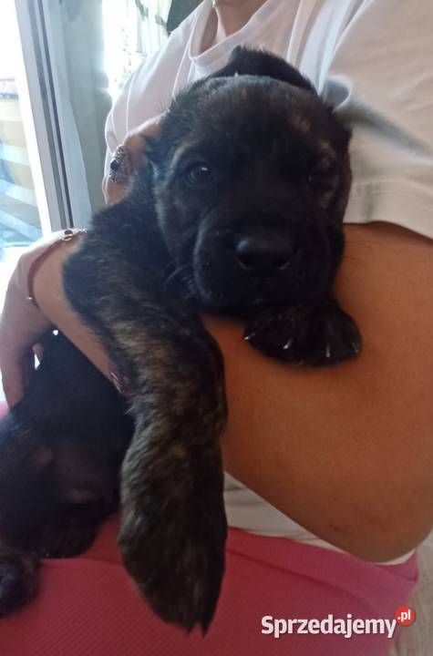 Cane corso pieski Mińsk Mazowiecki sprzedam