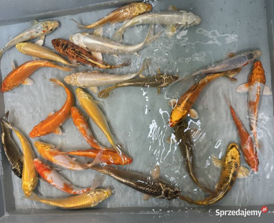 Karp koi 1625 Puławy