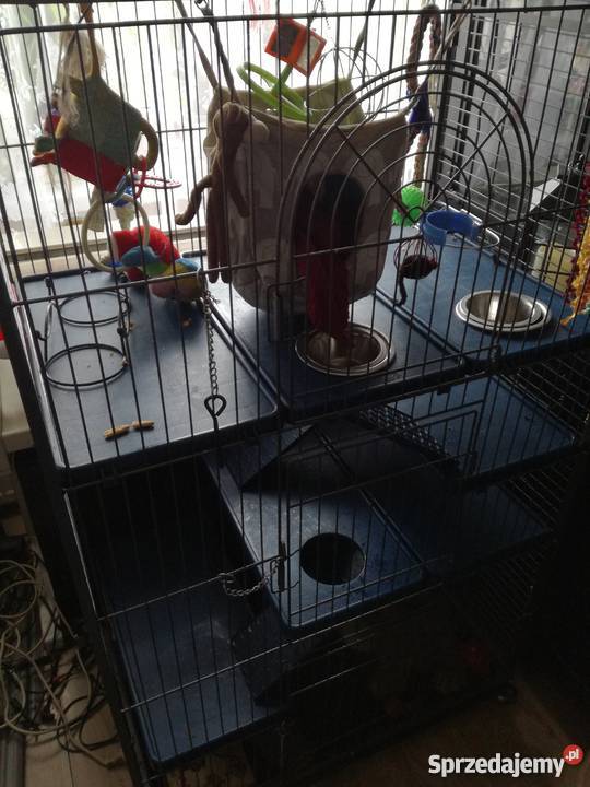 Tamaryna złotoręka roczny samiec Pleszew sprzedam