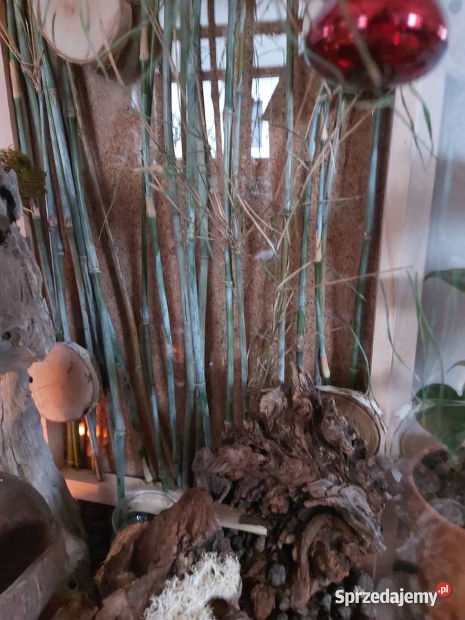 Terrarium felsuma gekon orzęsiony Opole sprzedam