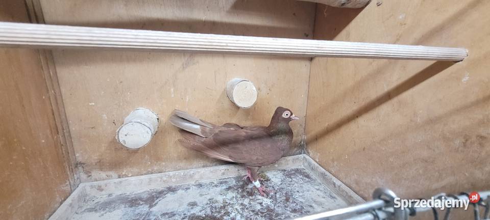 Gołębie wiedeński lotny łódzkie