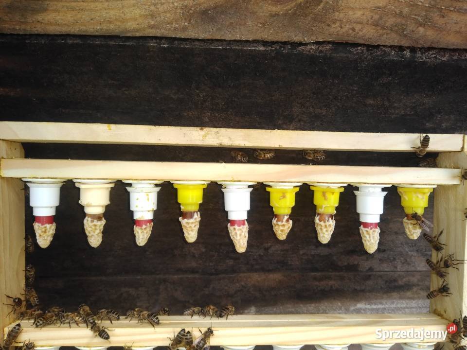 Pszczoły ule odkłady pszczele 2024 Bursztynowa Mniszków