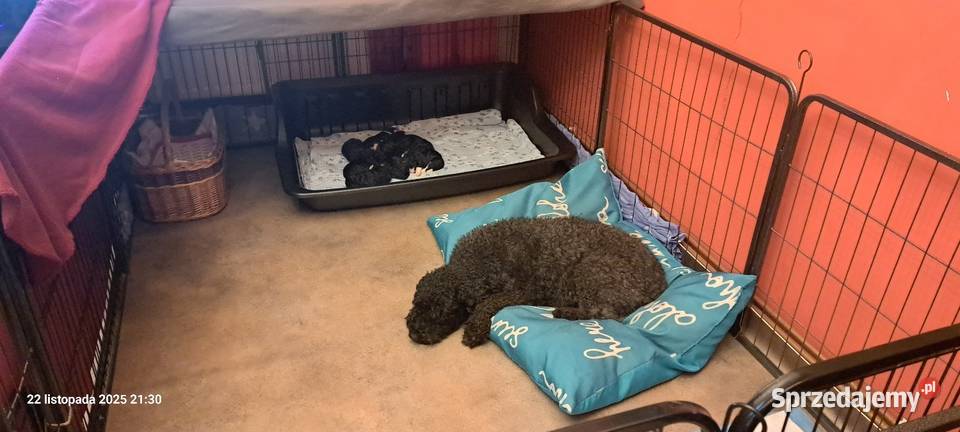 Hiszpański pies dowodny szczeniaki