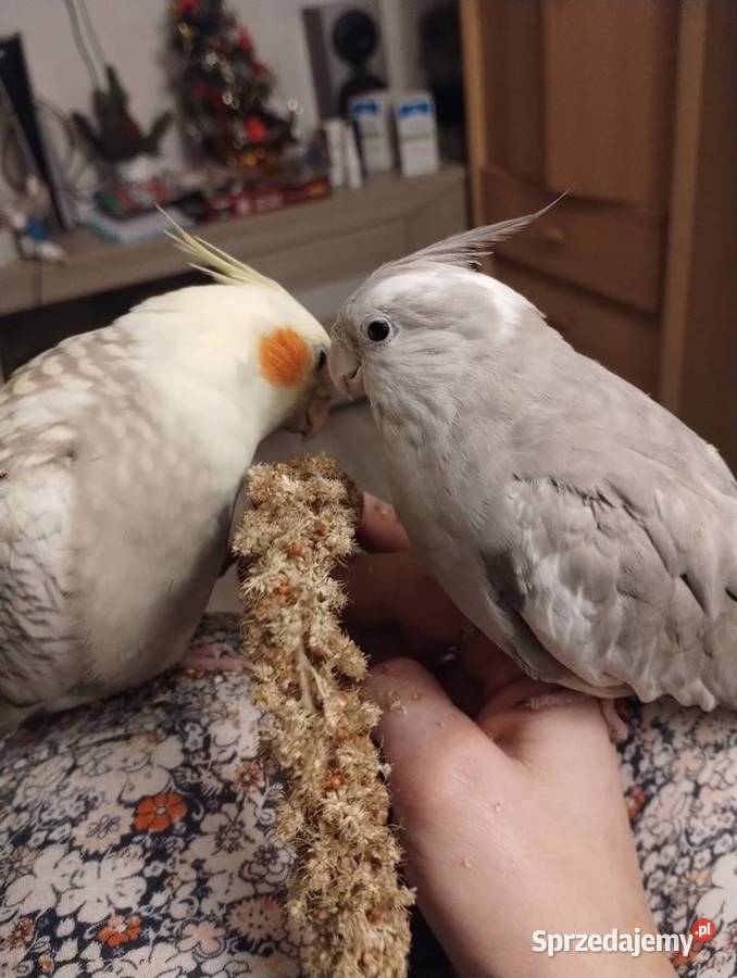 Nimfa oswojona samica Cieszyn