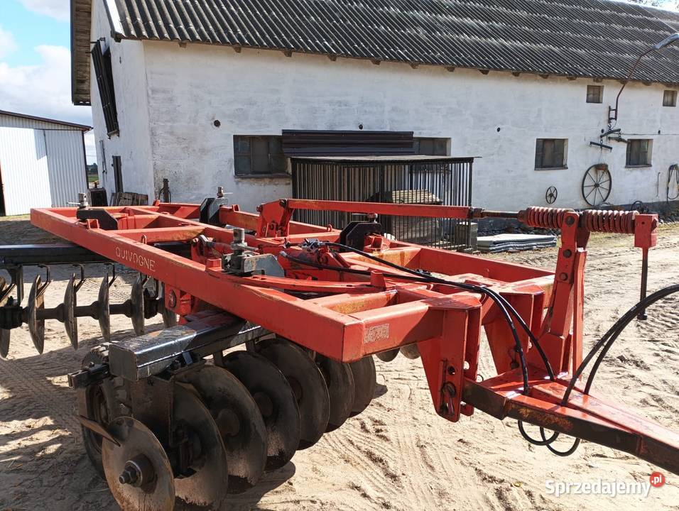 Talerzówka quivogne nieuszkodzony