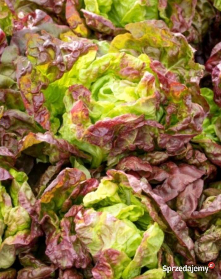 Sałaty świata Nasiona unikatowych odmian Kraków