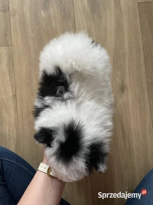 Pomeranian Szpic miniaturowy Miniaturowe Lwy świętokrzyskie Ostrowiec Świętokrzyski
