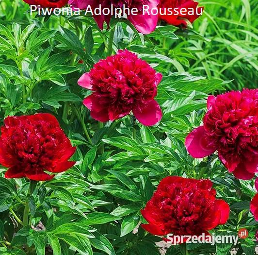 Piwonia Adolphe Rousseau