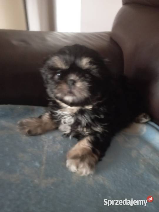 Szczeniaki rasy shih tzu