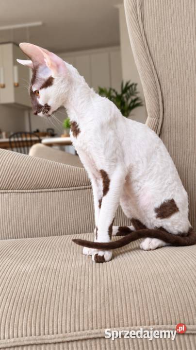 Cornish Rex kocurek arlekin gotowy do odbioru Słupsk