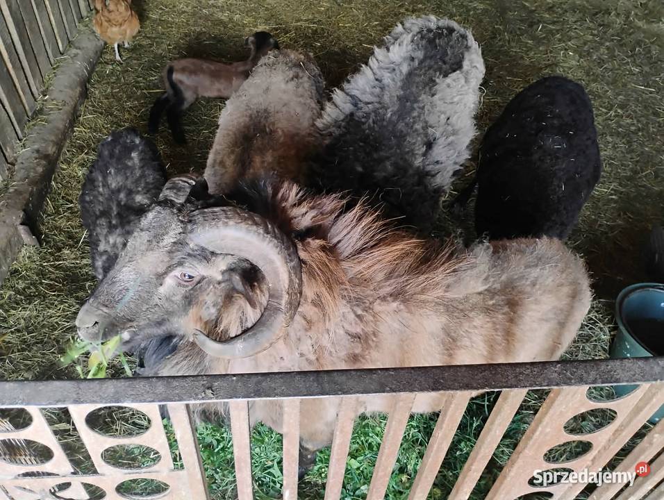 Sprzedam barany i owce Owce Brzozowica Duża