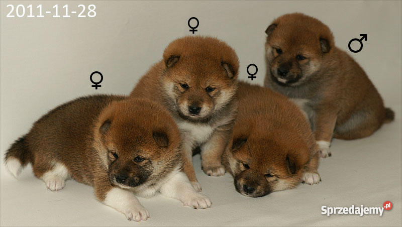 shiba inu szczenięta Marki