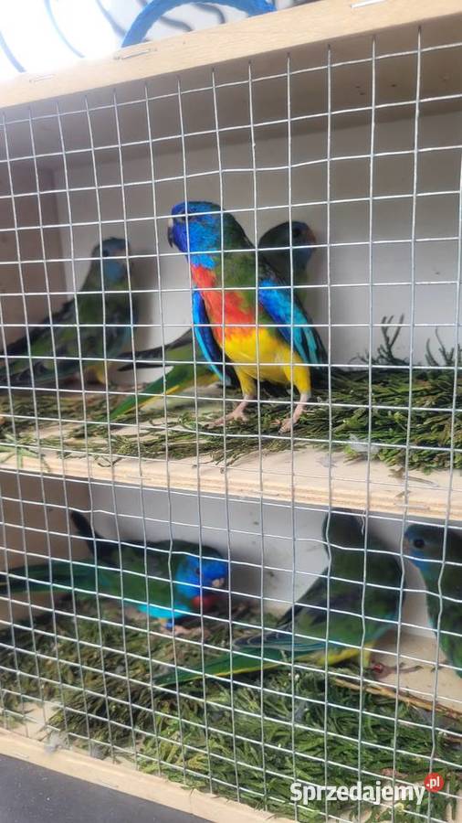 Papugi łąkowki wspaniałe Wieliczka