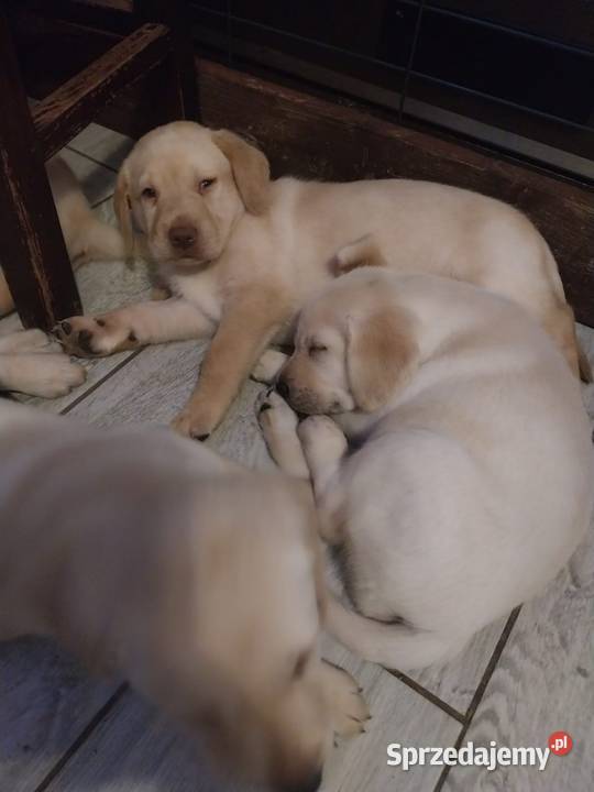 Labrador retriever Słupca