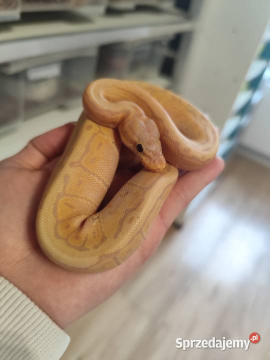 Pytony Królewskie tegoroczne mazowieckie