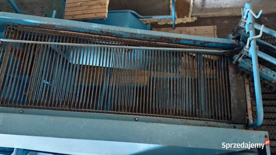 Bolko nieuszkodzony Inowrocław