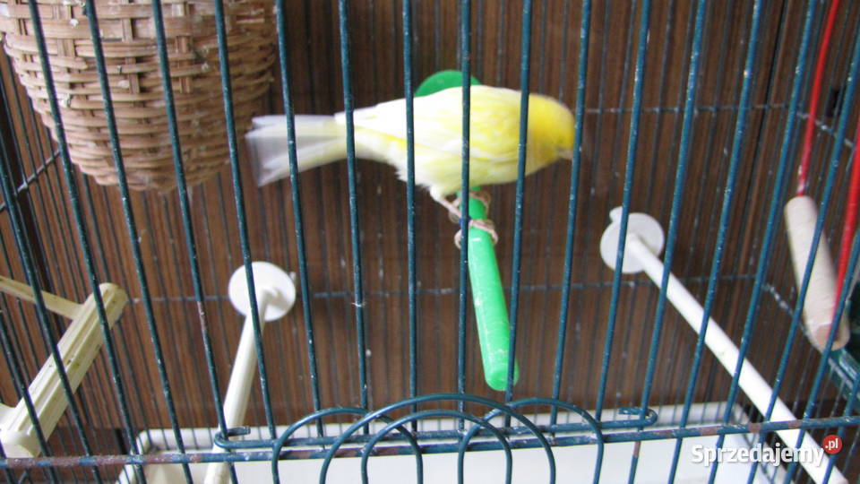 Kanarki na śpiewie kujawsko-pomorskie Toruń