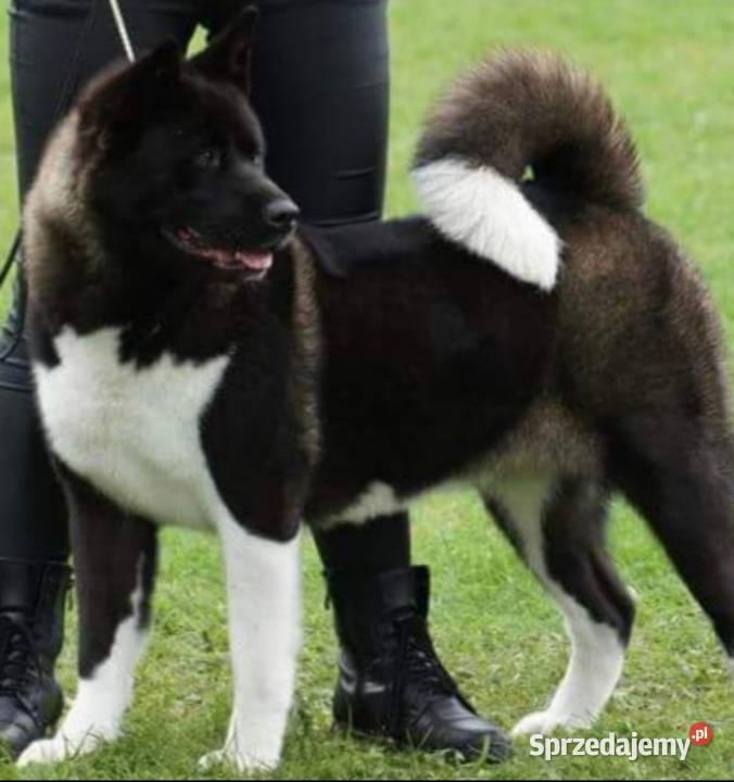 Akita Amerykańska szczeniaki ostatnie 2 pieski Koźmin Wielkopolski