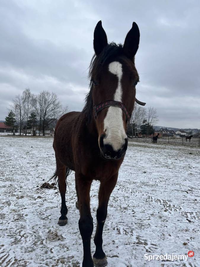Klacz 13 lat Rzuchowa sprzedam