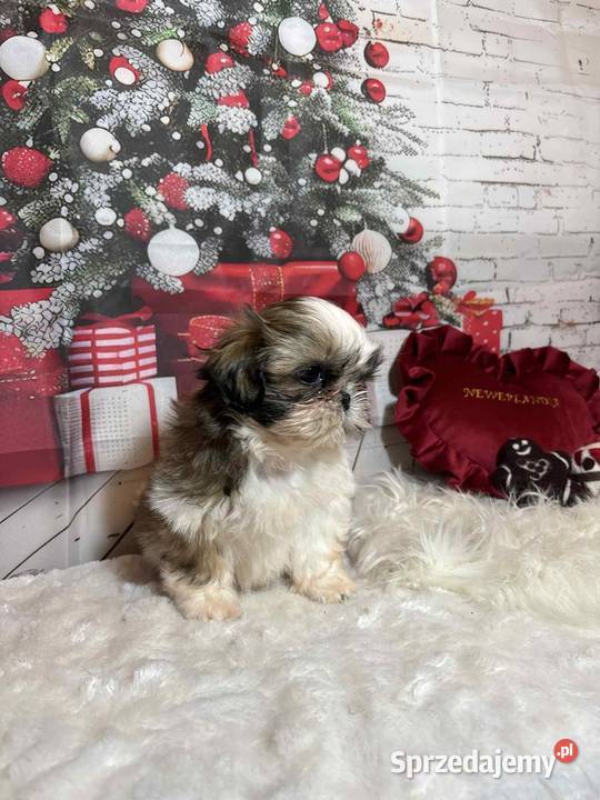 ShihTzu suczka gotowa do odbioru