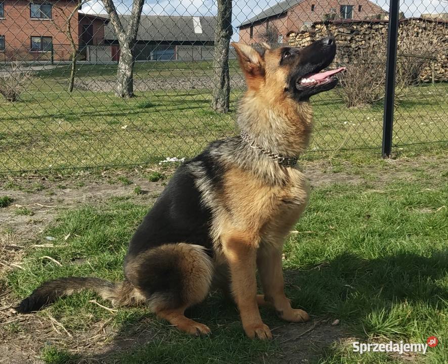 Owczarek Niemiecki FCI Suczka 8 miesięczna Żerków