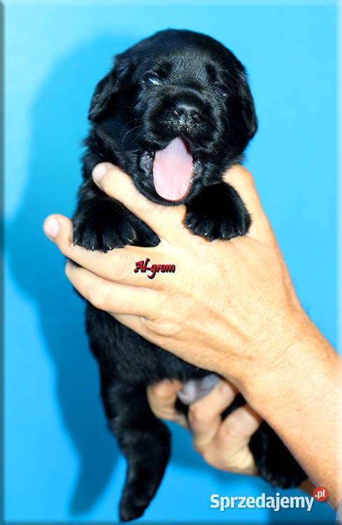 Czarne szczenięta rasy Labrador Retriever Chynów