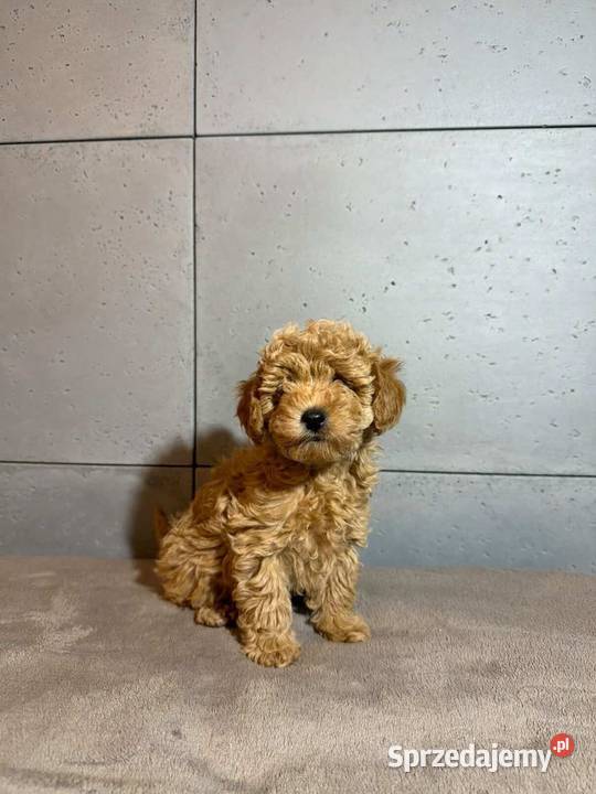 Śliczna dziewczynka pudel Toy dolnośląskie Boreczek