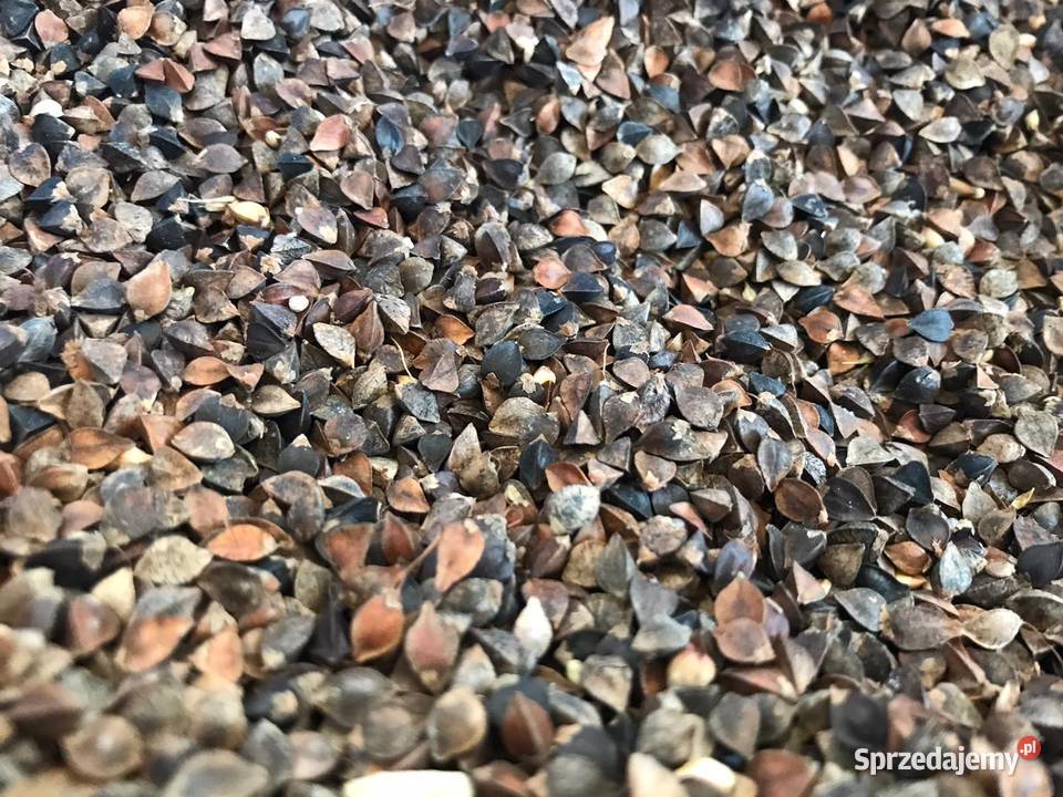 Sprzedam gryke przewiana 150zl 100 Zboża Biała Podlaska sprzedam