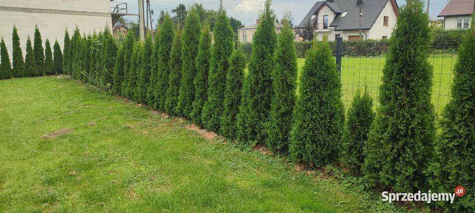 Tuje tuja Krościenko Wyżne