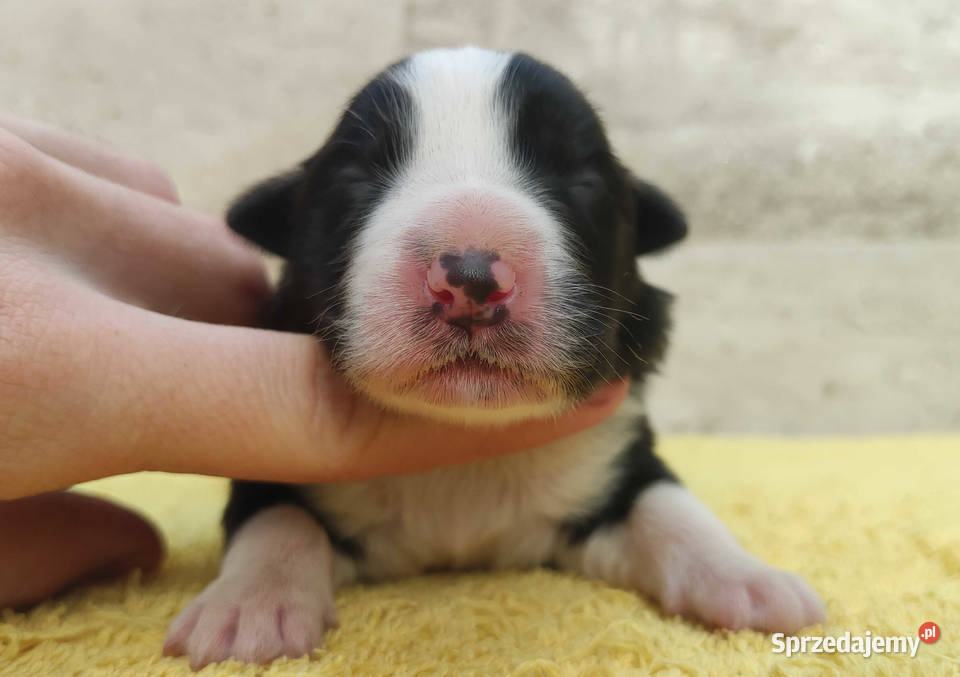 Suczka BORDER COLLIE z Hodowli Rasowa z pełną Iwonicz