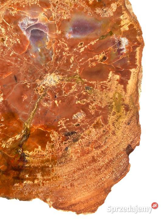 002 Wielkie skamieniałe drewno Rainbow Wood 41 x Pozostałe zachodniopomorskie Gryfice