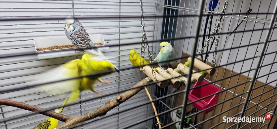 Sprzedam papugi faliste młode z tego roku Gdynia