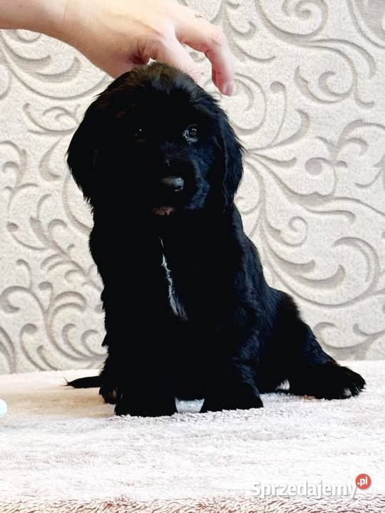 Field spaniel Kraków