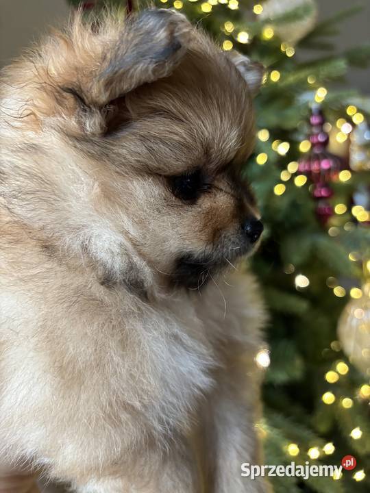 Szpic miniaturowy Pomeranian Radom